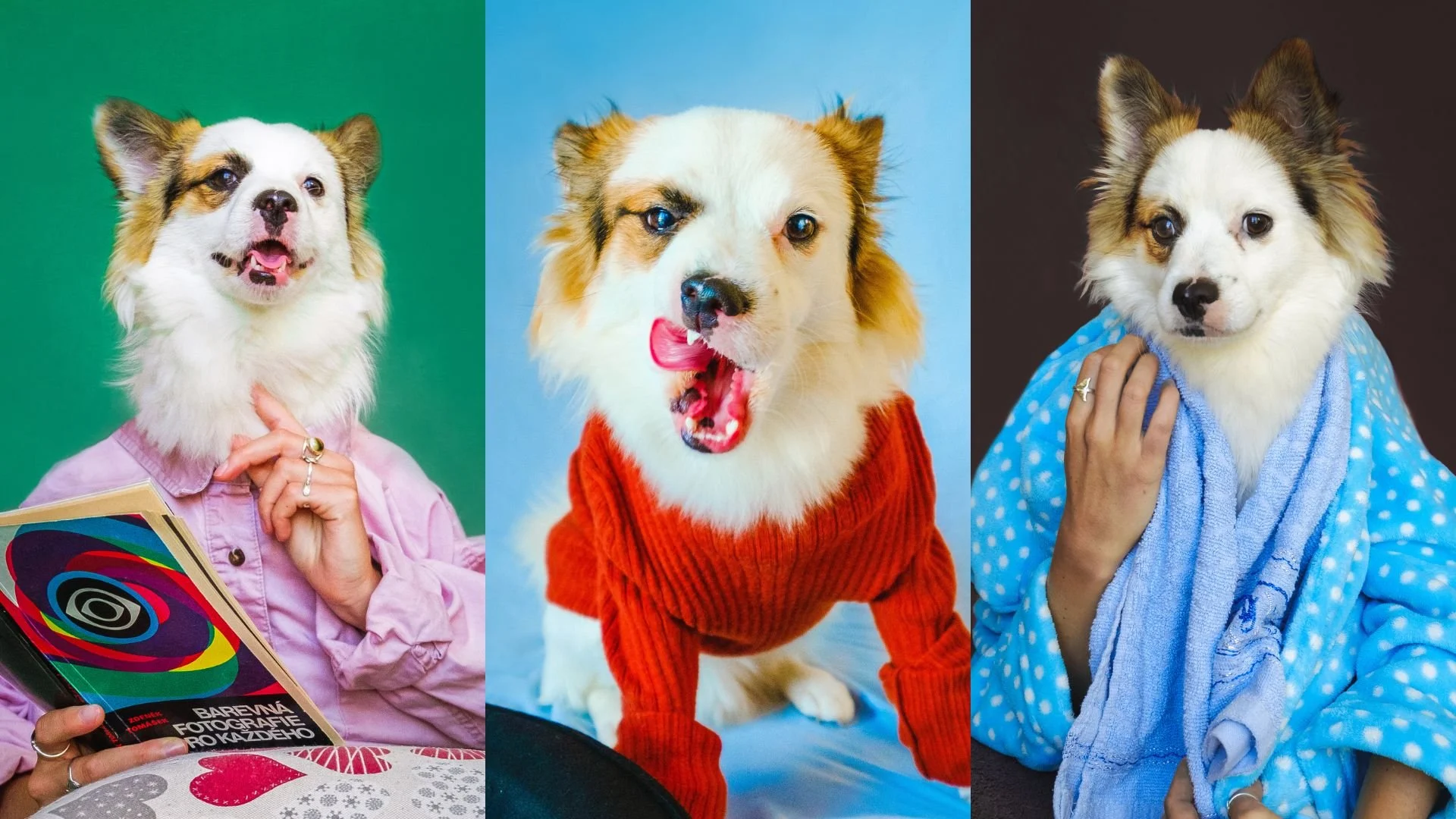 آموزش پرتره سگ در خانه: عکس های خنده دار خلاقانه از حیوان خانگی خود بگیرید