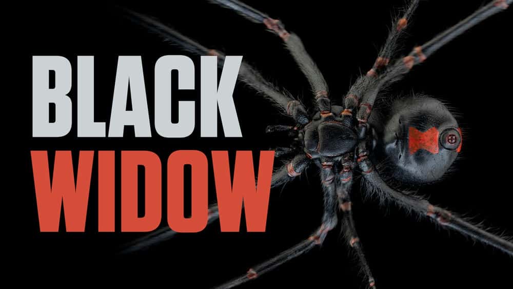آموزش Black Widow - مدل، بافت، ریگ و متحرک کردن یک عنکبوت در سینمای 4 بعدی