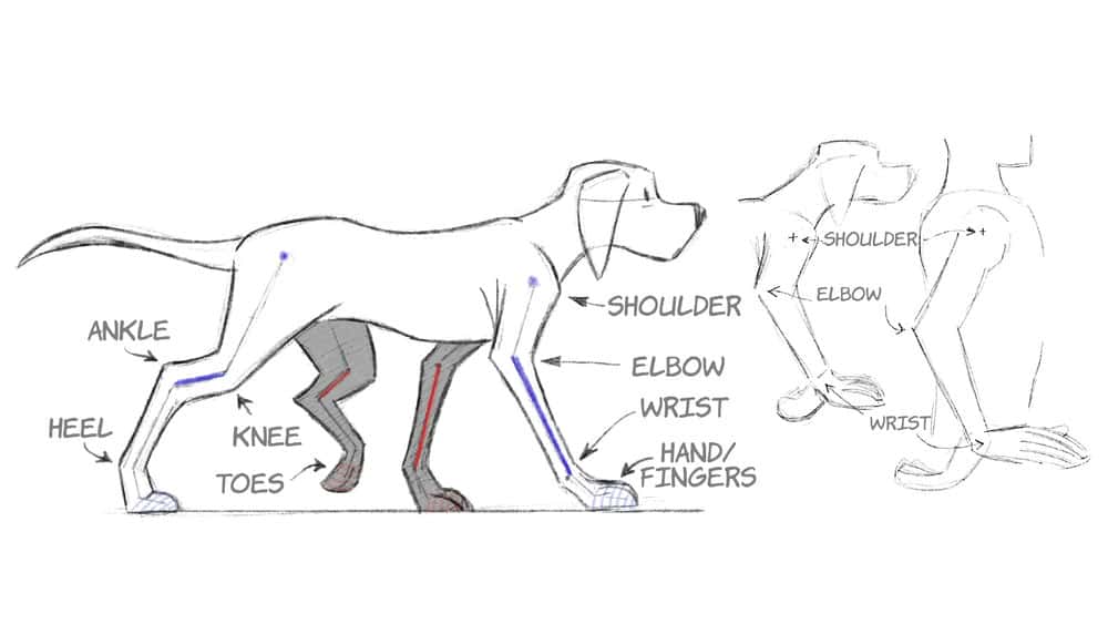 آموزش انیمیشن 2 بعدی: چرخه پیاده روی حیوانات 