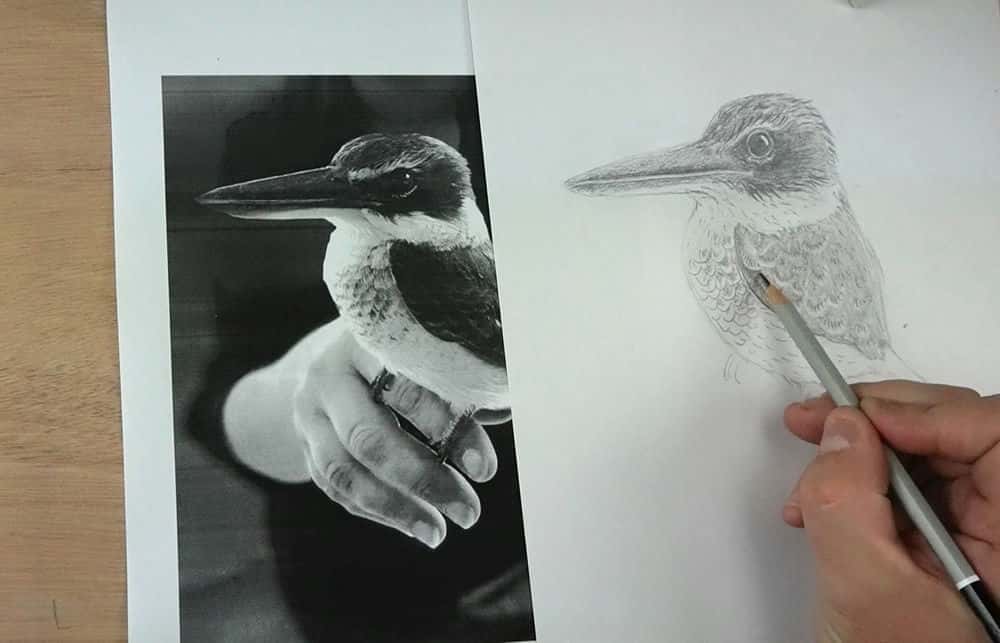 آموزش مبانی طراحی مداد برای بچه ها - نقاشی نهایی یک پرنده - دوره 5 هفته ای (هفته پنجم)