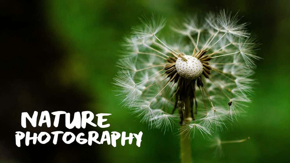 آموزش عکاسی از طبیعت: دوباره شارژ کنید و از فضای باز لذت ببرید