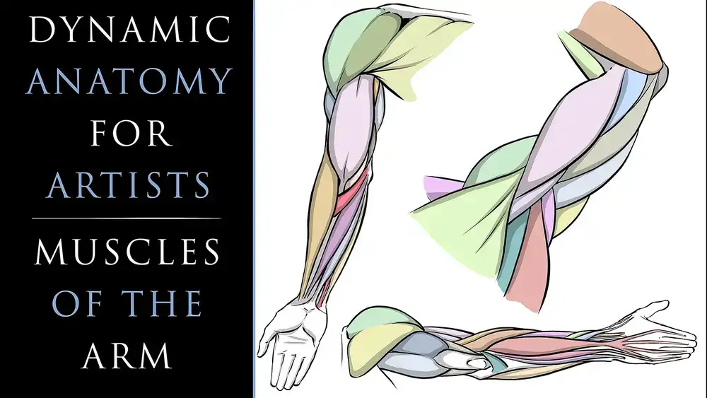آموزش آناتومی پویا برای هنرمندان - ترسیم عضلات بازو