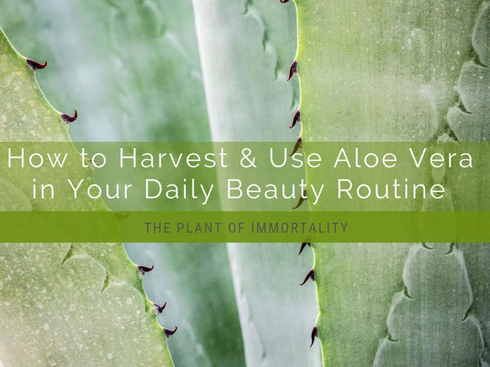 آموزش نحوه برداشت و استفاده از آلوئه ورا در روال زیبایی روزانه شما: گیاه جاودانگی