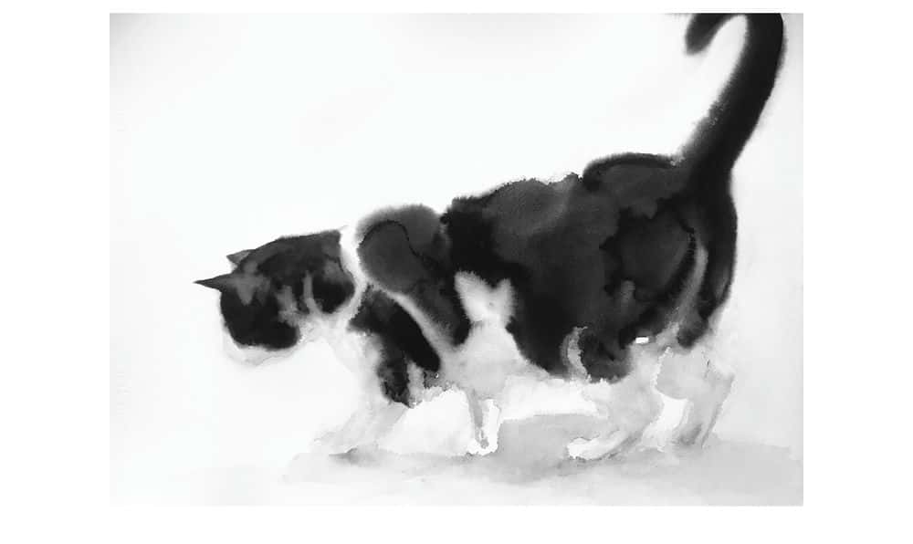 آموزش گربه کوچک تاکسیدو راه رفتن - بیانگر حرکت و ساختار خز متفاوت با آبرنگ