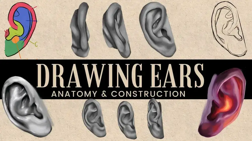 آموزش کشیدن گوش در هر زاویه - آناتومی برای بهبود هنر شما