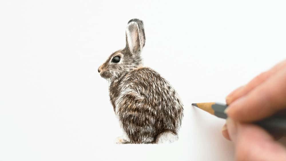 آموزش طراحی خرگوش | مداد رنگی