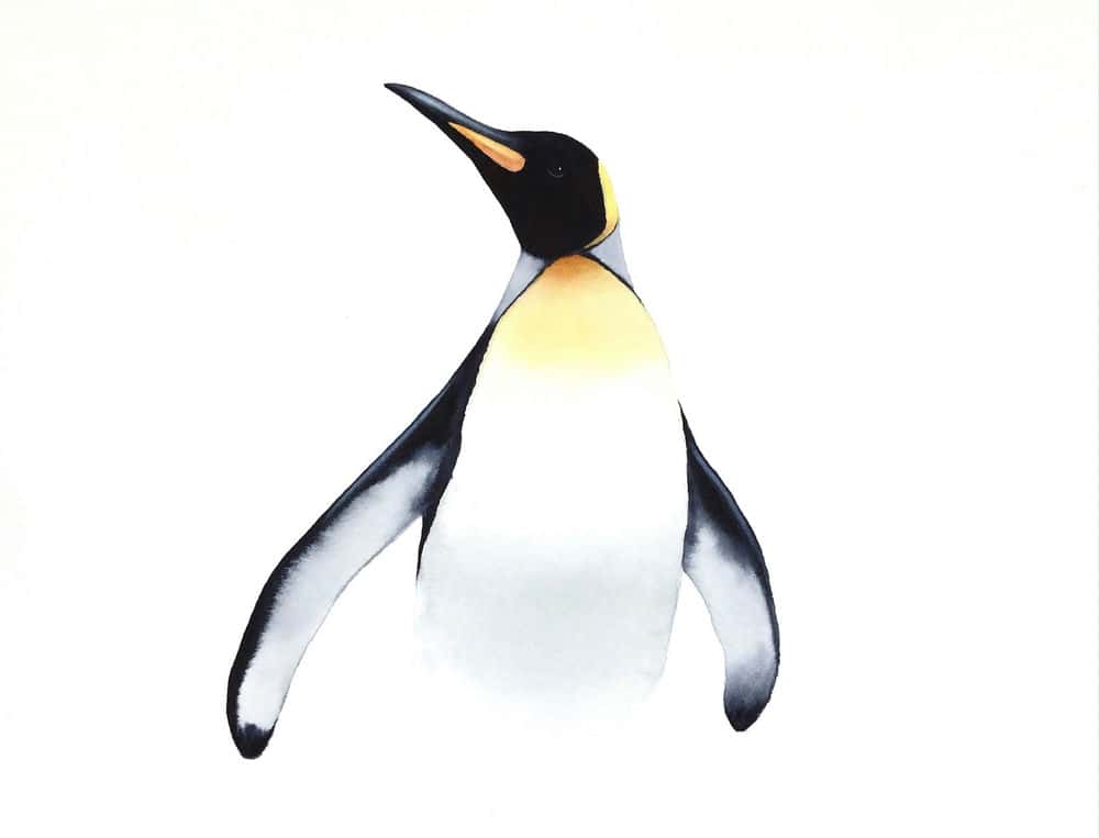 آموزش آبرنگ پادشاه پنگوئن - ساده نگه داشتن آن