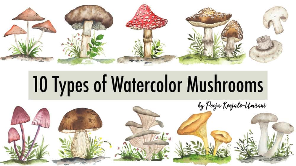 آموزش 10 نوع قارچ آبرنگ - بیایید دنیای قارچ ها را کشف و کشف کنیم!