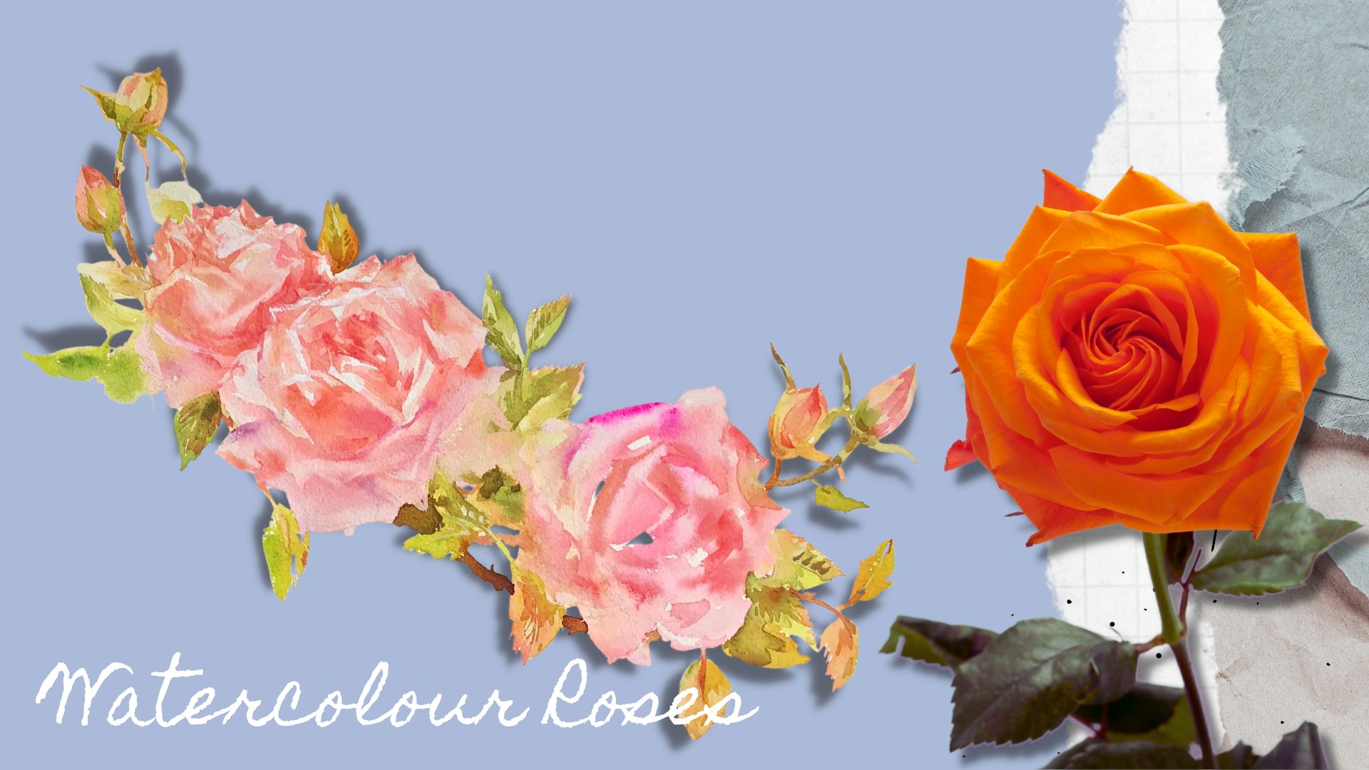 آموزش رزهای آبرنگ-نقاشی پر نور و شل از جوانه تا شکوفه را کاوش کنید