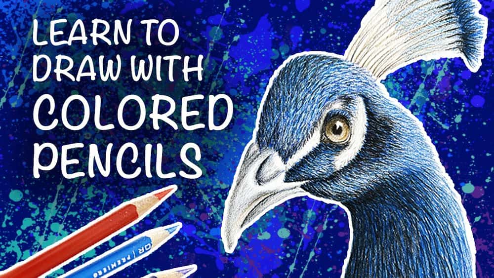 آموزش چگونه یک طاووس را گام به گام بکشیم: نقاشی واقعی پرنده با مداد رنگی