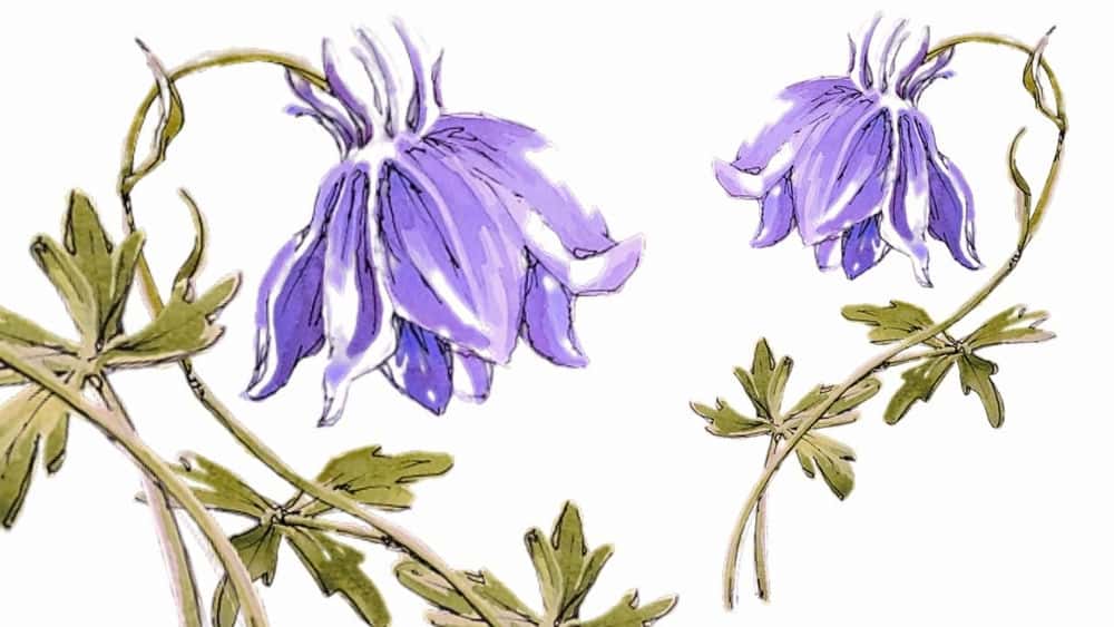 آموزش راهنمای تصویرسازی زیبای گیاه شناسی برای نقاشی با آبرنگ