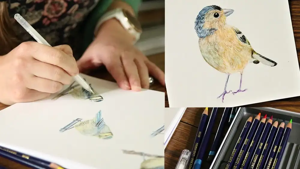 آموزش پرندگان رنگارنگ با مداد جوهر و خودکار سفید
