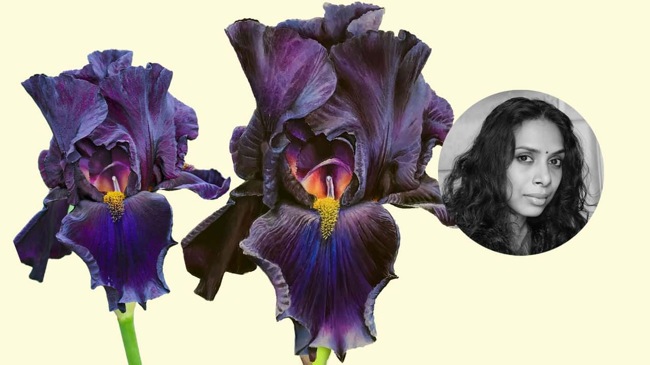 آموزش زنبق سیاه با رنگ های محدود در آبرنگ