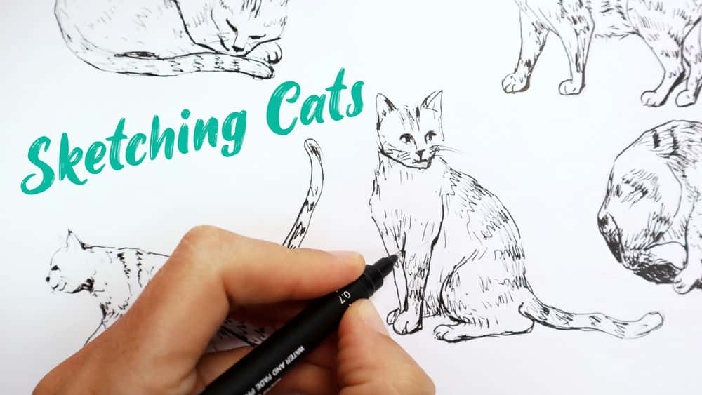 آموزش طراحی گربه ها: چگونه 5 حالت مختلف بکشیم