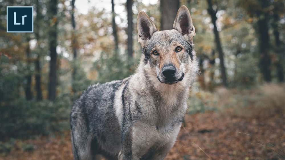 آموزش عکاسی سگ - Wolfdog Moody Edit در لایت روم