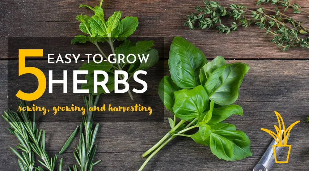 آموزش 5 آسان برای رشد گیاهان، کاشت، رشد و برداشت.