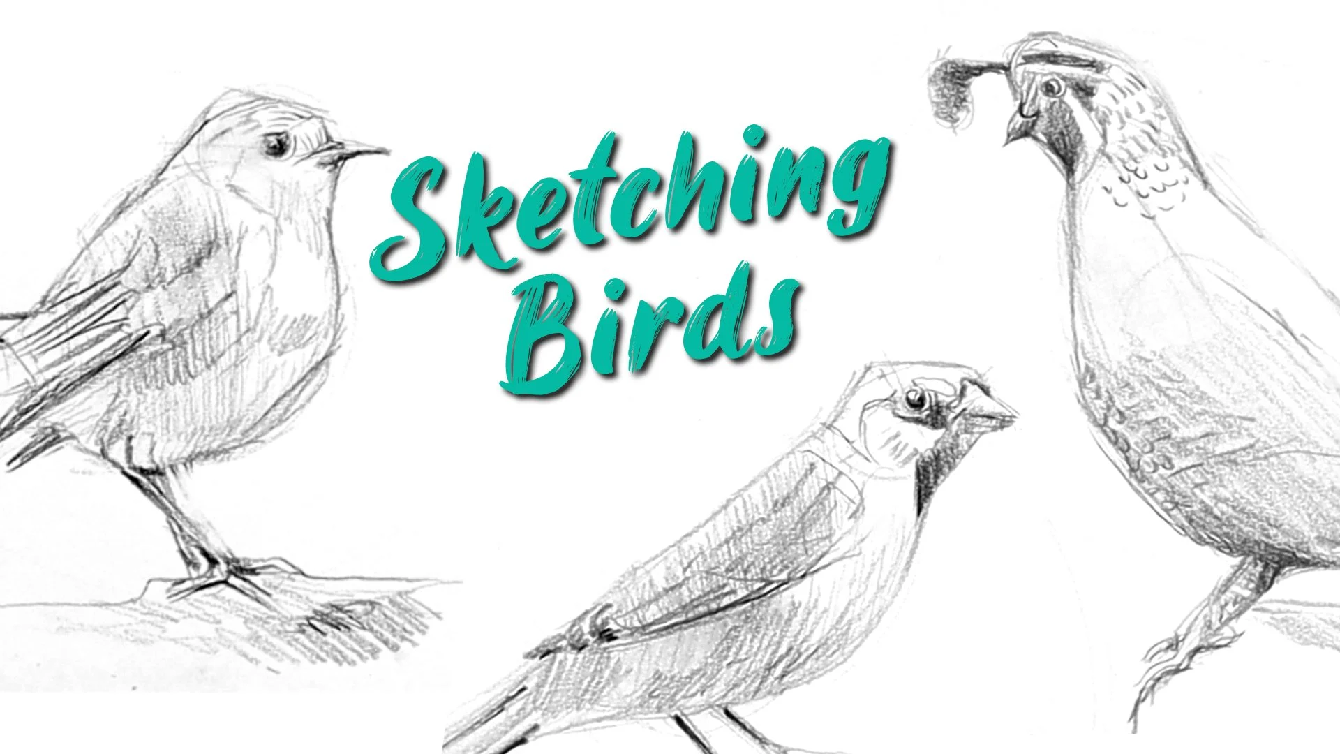 آموزش طراحی پرندگان: طراحی سریع و شل با مداد را تمرین کنید