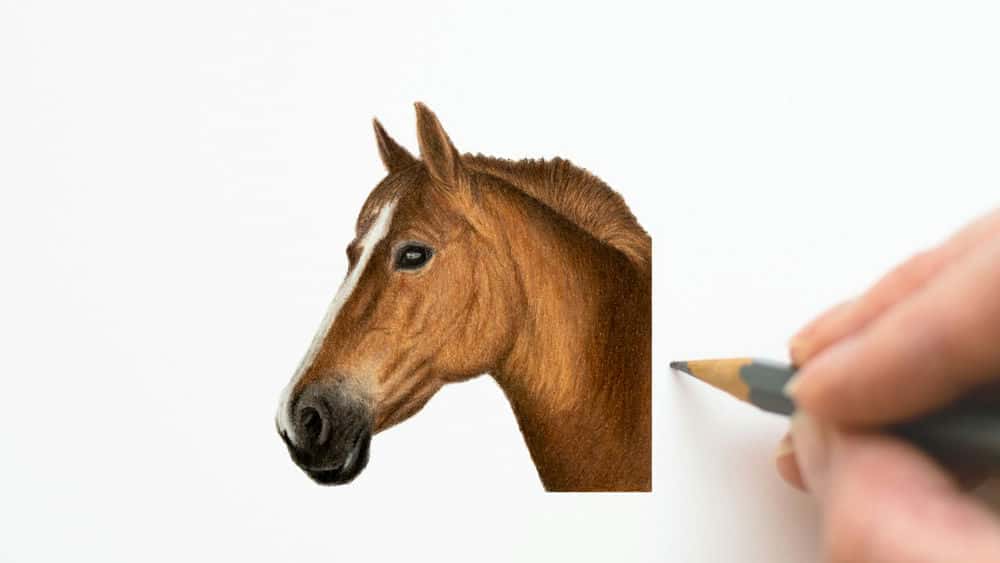 آموزش کشیدن اسب با مداد رنگی