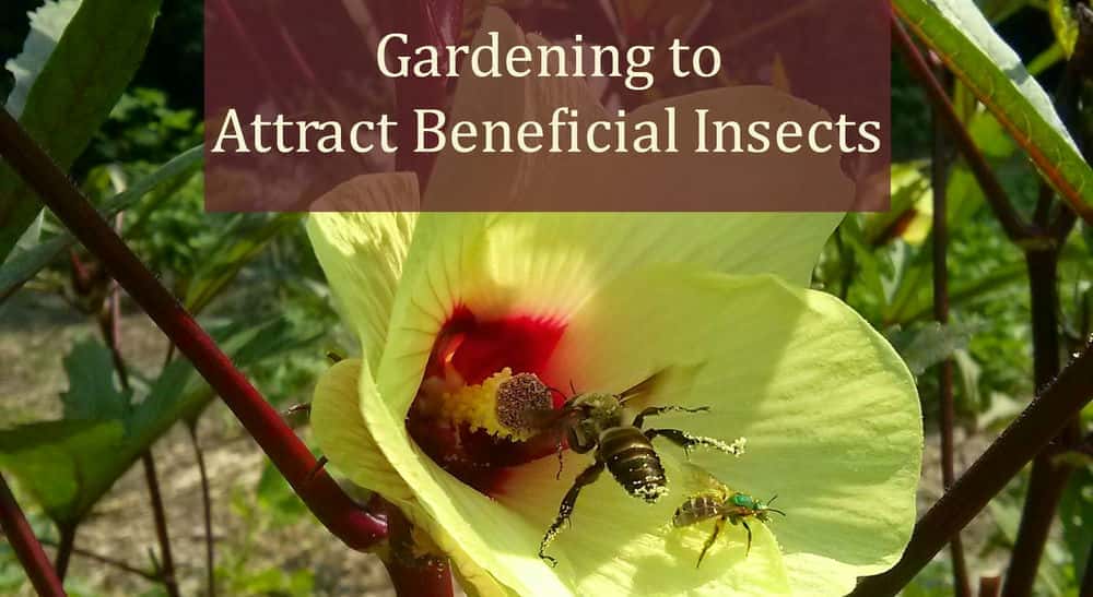 آموزش باغبانی برای جذب حشرات مفید