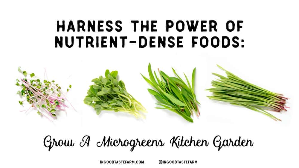 آموزش از قدرت غذاهای غنی از مواد مغذی استفاده کنید: باغ آشپزخانه میکروگرین را بسازید