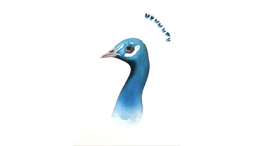 آموزش پرتره طاووس آبرنگ - لایه ها و ترکیبات
