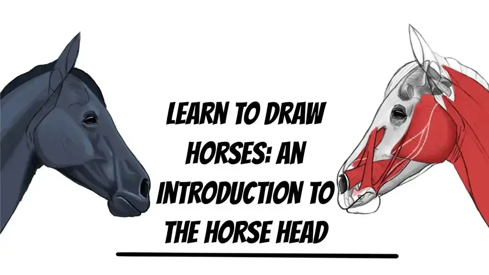 آموزش ترسیم اسب ها: مقدمه ای بر سر اسب