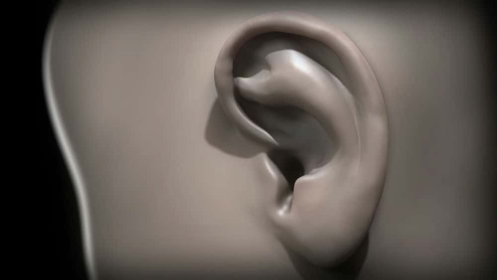 آموزش مجسمه سازی گوش های انسان در Mudbox 