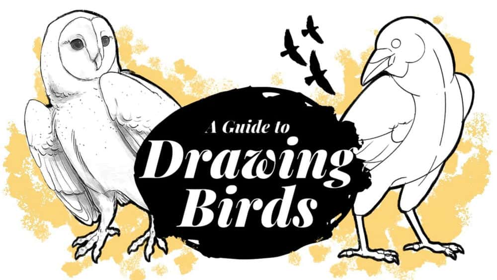 آموزش دوستان پر: روش هایی برای ترسیم پرندگان