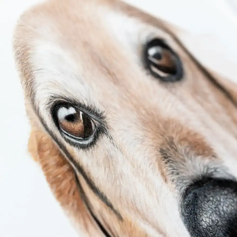 آموزش کشیدن چشم سگ با مداد رنگی