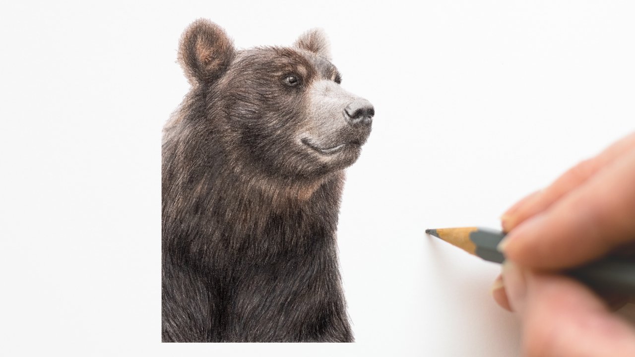 آموزش طراحی خرس قهوه ای | مداد رنگی