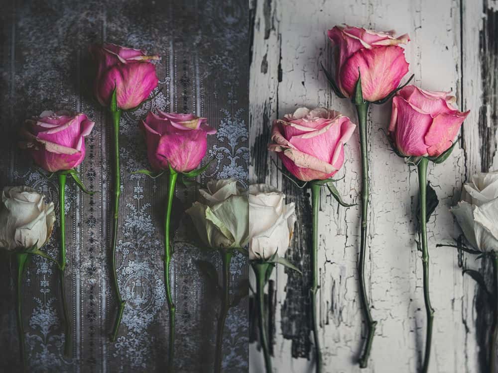 آموزش عکاسی از طبیعت بی جان: ایجاد یک عکس گل رز زیبا با استفاده از نور طبیعی