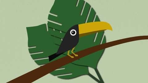 آموزش از Sketch Toucan را در Illustrator ایجاد کنید 