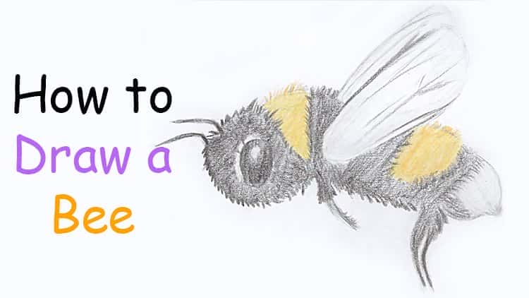 آموزش طراحی با مداد رنگی: راهنمای گام به گام چگونه یک زنبور را بکشیم