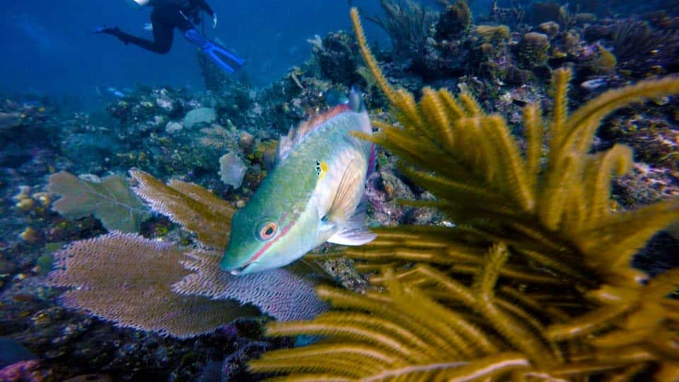 آموزش تقویت عکس های زیر آب با فتوشاپ 