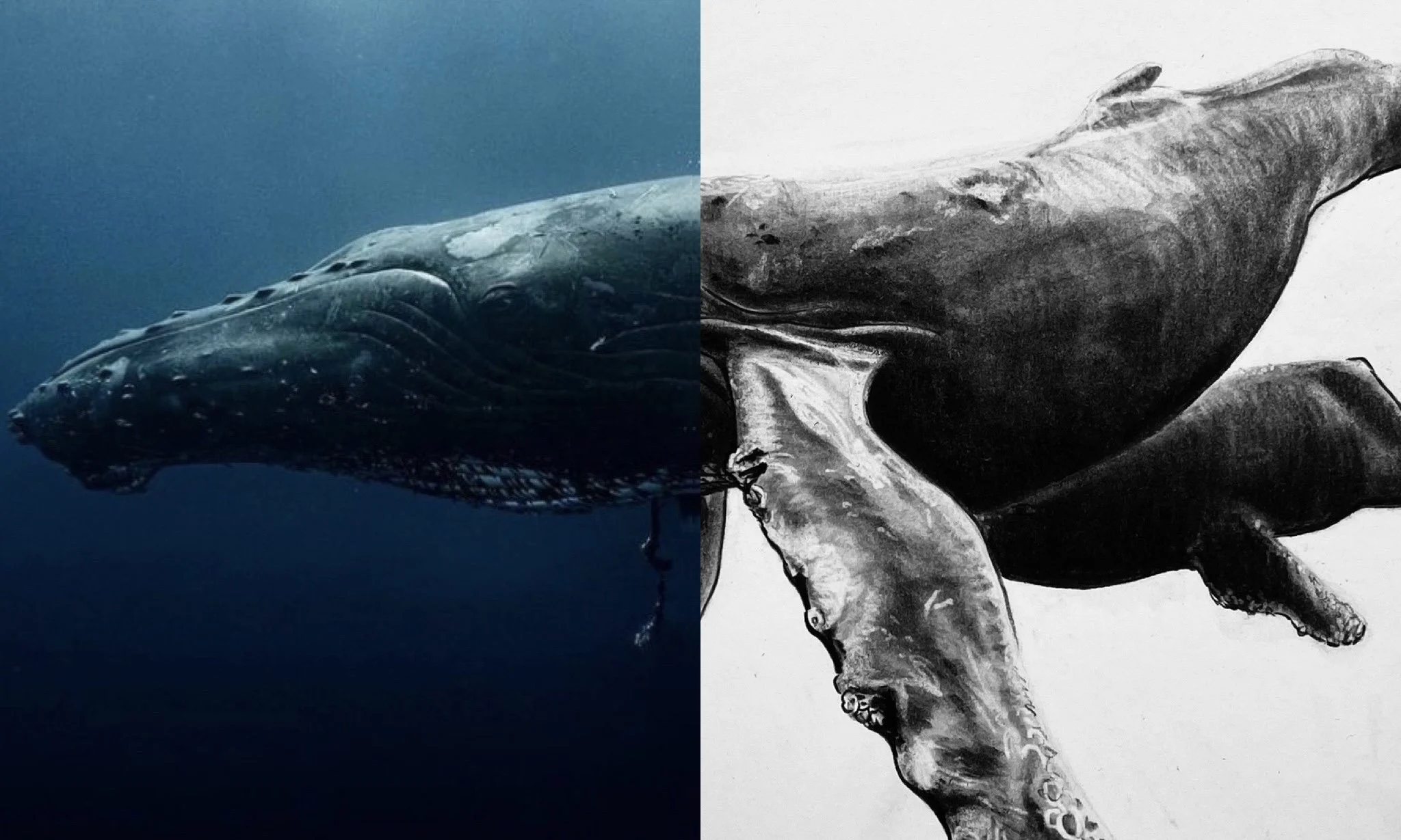 آموزش حرفه‌ای طراحی با زغال: بخش سوم | چگونه یک نهنگ گوژپشت بکشیم
