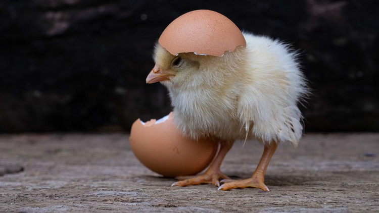 آموزش تسلط بر جوجه کشی و پرورش طیور برای مرغداران

