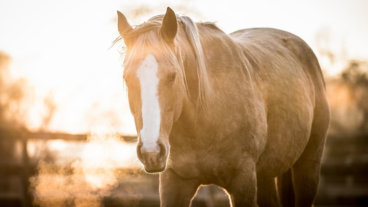 زبان بدن اسب سواری - دوره آموزشی کامل

