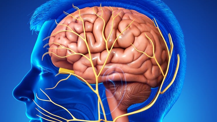 آموزش نظریه پلی واگال: مدیریت اضطراب، تروما و اوتیسم

