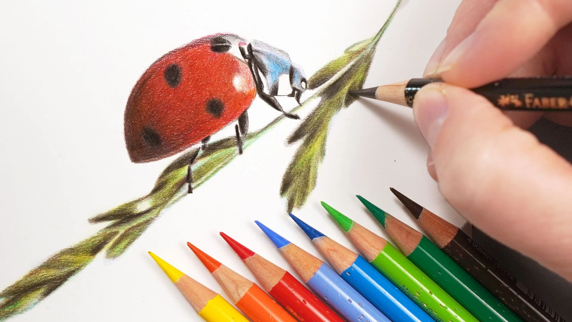 آموزش راهنمای مبتدیان برای نقاشی واقع‌گرایانه با مداد رنگی: کشیدن کفشدوزک با تنها ۱۲ رنگ
