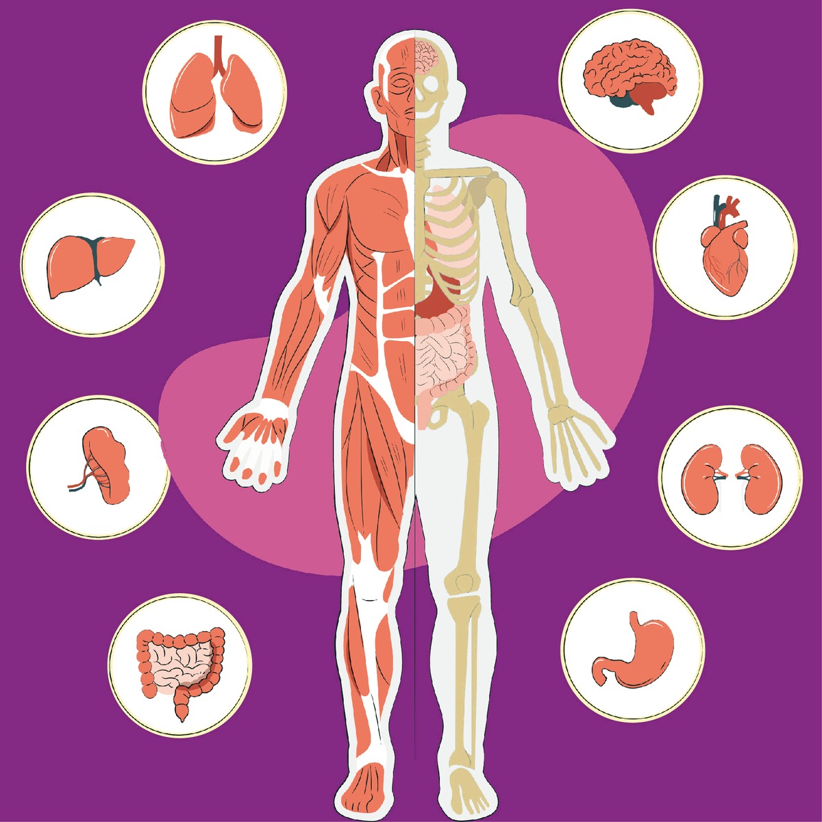 آموزش فیزیولوژی بنیادی انسان در پزشکی ورزشی