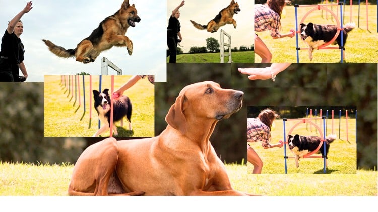 آموزش کامل سگ: راهنمای کاربردی برای تمام دوستداران سگ

