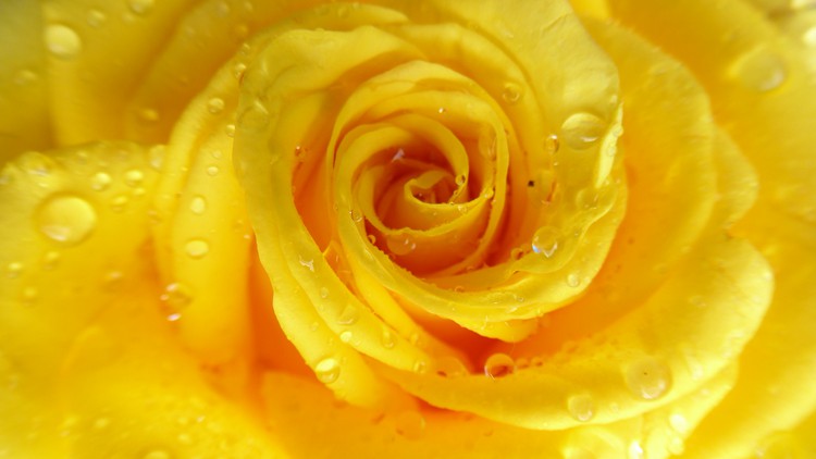 آموزش طب سنتی :: گواهینامه اسانس گل

