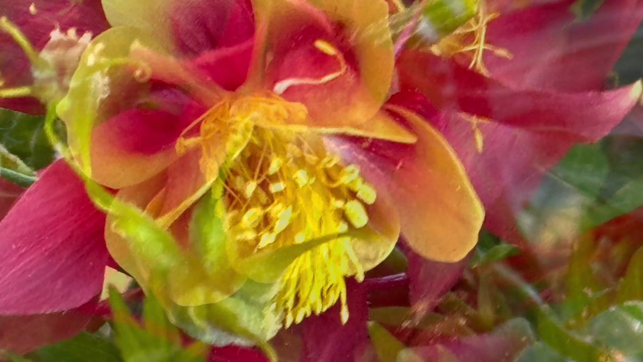 آموزش نقاشی آبرنگ گل Columbine: مجموعه نقاشی گیاهی برای مبتدیان
