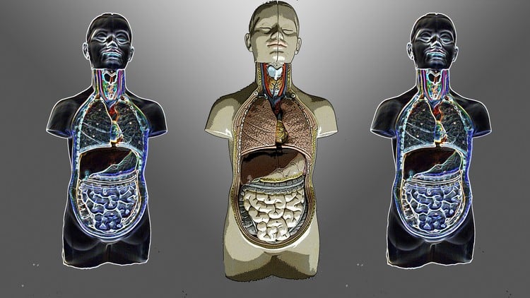 آموزش آناتومی و فیزیولوژی به زبان ساده (ویرایش پلاتینیوم)
