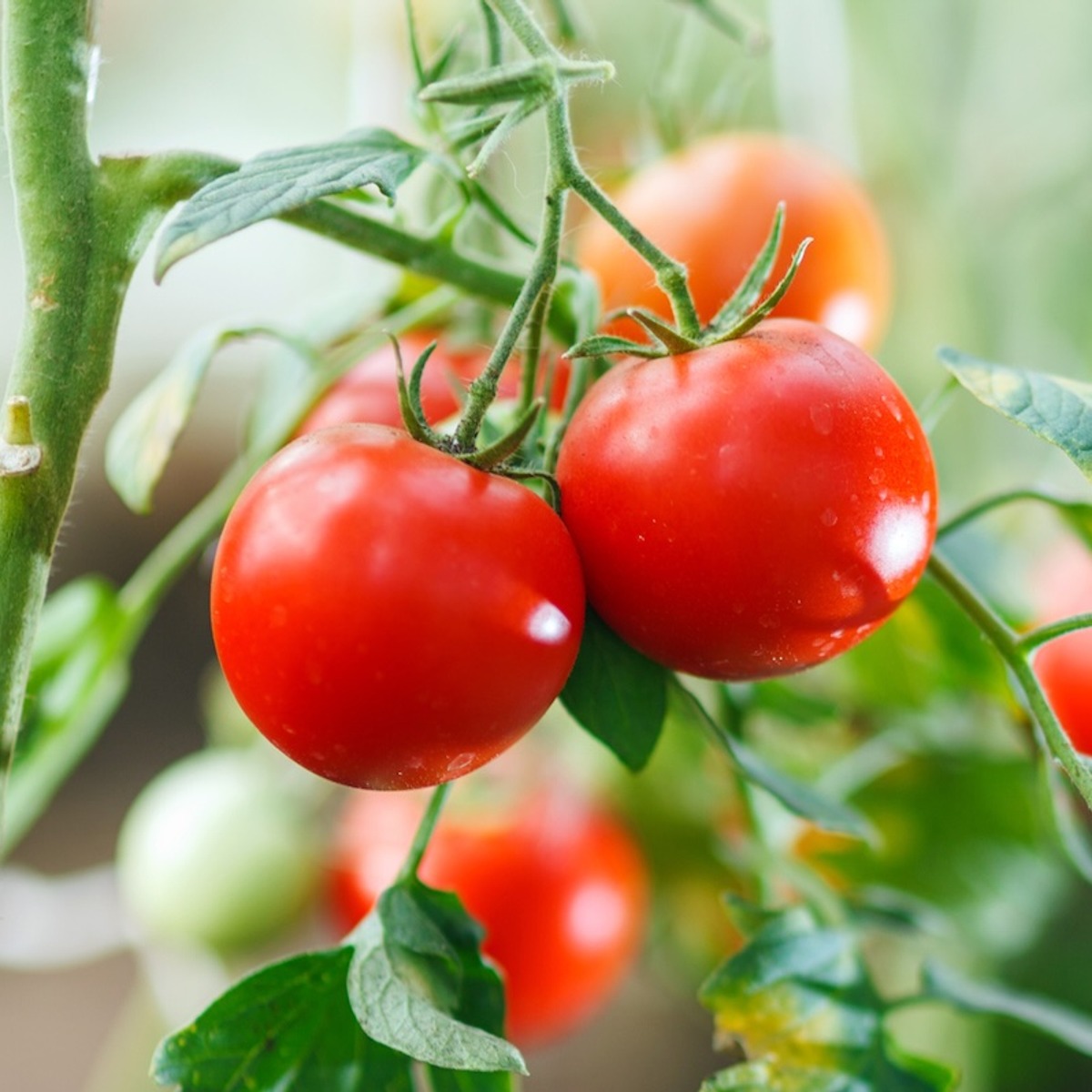 آموزش راهنمای جامع گیاهان باغی