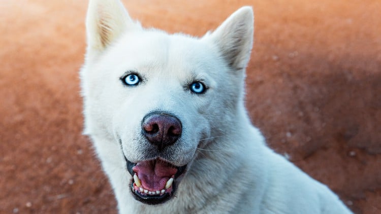 آموزش مسترکلاس جامع عکاسی DSLR - از مبتدی تا پیشرفته
