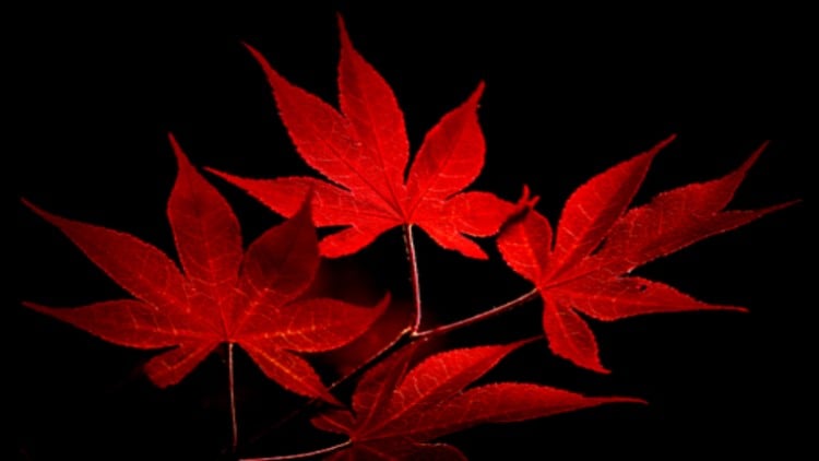 آموزش ماساژ صورت ژاپنی تسوبوکی: تکنیک‌های پیشرفته
