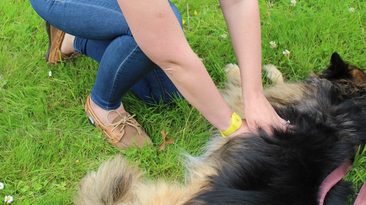 آموزش احیای قلبی ریوی پیشرفته حیوانات خانگی

