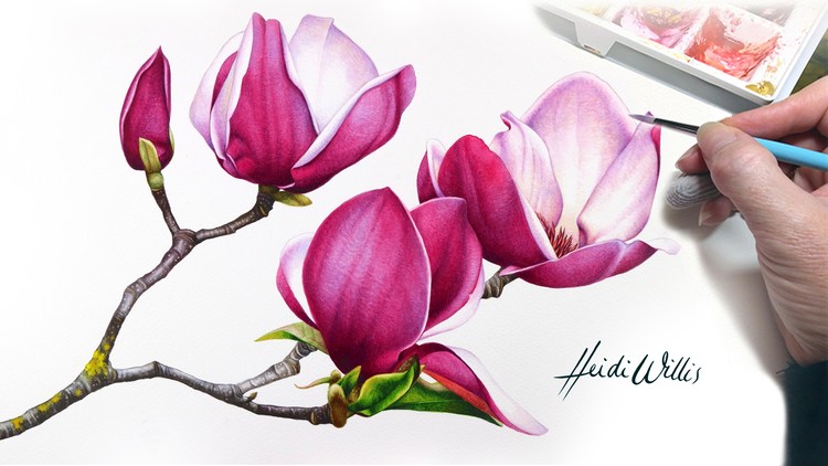 آموزش نقاشی آبرنگ رئال و گیاهان – ماگنولیا

