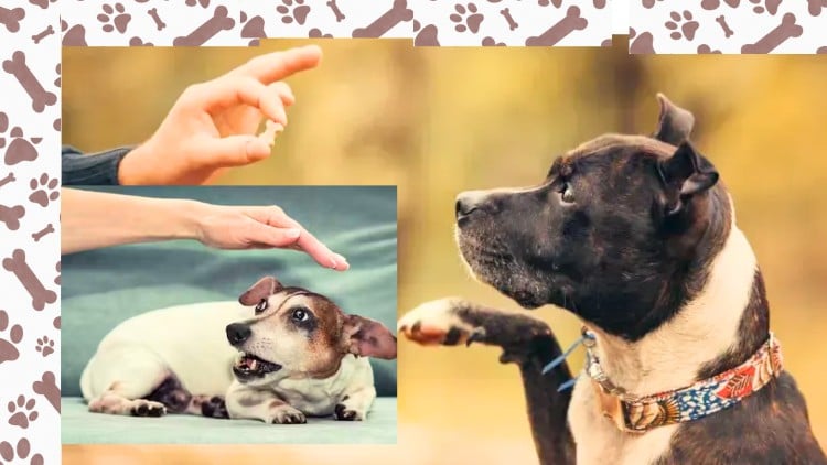 آموزش و تربیت سگ (از مبتدی تا پیشرفته) و راهنمای کامل نگهداری و مراقبت
